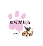 みやきょん チャッピー チョコ ラッキー 1（個別スタンプ：2）