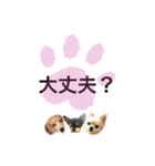 みやきょん チャッピー チョコ ラッキー 1（個別スタンプ：3）