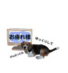 みやきょん チャッピー チョコ ラッキー 1（個別スタンプ：4）