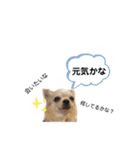 みやきょん チャッピー チョコ ラッキー 1（個別スタンプ：11）