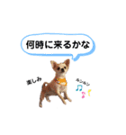 みやきょん チャッピー チョコ ラッキー 1（個別スタンプ：13）