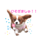 もあ♡チャーシェル（個別スタンプ：1）