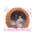 もあ♡チャーシェル（個別スタンプ：4）