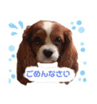 もあ♡チャーシェル（個別スタンプ：6）