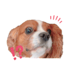 もあ♡チャーシェル（個別スタンプ：12）