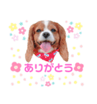 もあ♡チャーシェル（個別スタンプ：13）