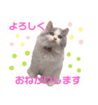 もあ♡チャーシェル（個別スタンプ：15）
