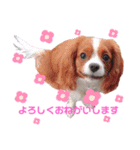 もあ♡チャーシェル（個別スタンプ：16）