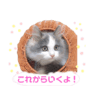もあ♡チャーシェル（個別スタンプ：19）