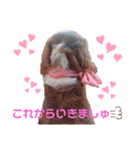 もあ♡チャーシェル（個別スタンプ：20）
