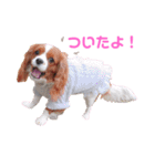 もあ♡チャーシェル（個別スタンプ：23）