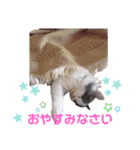 もあ♡チャーシェル（個別スタンプ：26）