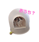 もあ♡チャーシェル（個別スタンプ：35）