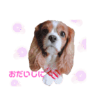 もあ♡チャーシェル（個別スタンプ：37）