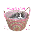 もあ♡チャーシェル（個別スタンプ：39）