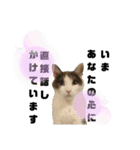 ネコのニコの広島弁（個別スタンプ：17）