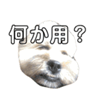 富士丸スタンプ（個別スタンプ：12）