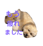 富士丸スタンプ（個別スタンプ：15）