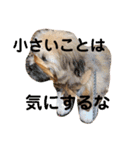 富士丸スタンプ（個別スタンプ：17）