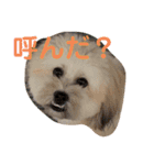 富士丸スタンプ（個別スタンプ：20）