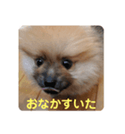ケン太＆コウ太スタンプ（個別スタンプ：8）