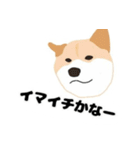 ひねくれてしまった柴犬（個別スタンプ：7）