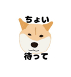 ひねくれてしまった柴犬（個別スタンプ：21）