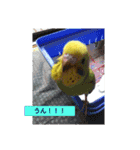いろいろな鳥さん達のスタンプ（個別スタンプ：5）