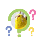 いろいろな鳥さん達のスタンプ（個別スタンプ：6）