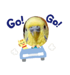 いろいろな鳥さん達のスタンプ（個別スタンプ：13）