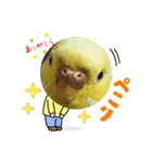 いろいろな鳥さん達のスタンプ（個別スタンプ：16）
