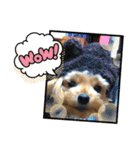 わんわんヨーキー家族（個別スタンプ：1）