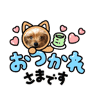 わんわんヨーキー家族（個別スタンプ：5）