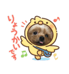 わんわんヨーキー家族（個別スタンプ：6）
