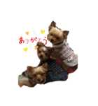 わんわんヨーキー家族（個別スタンプ：7）