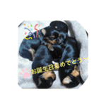 わんわんヨーキー家族（個別スタンプ：8）