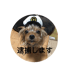 わんわんヨーキー家族（個別スタンプ：9）