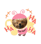 わんわんヨーキー家族（個別スタンプ：10）