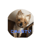 わんわんヨーキー家族（個別スタンプ：14）