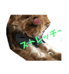 わんわんヨーキー家族（個別スタンプ：15）