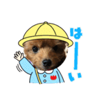 わんわんヨーキー家族（個別スタンプ：16）