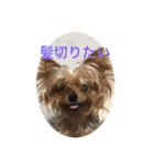 わんわんヨーキー家族（個別スタンプ：18）