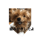 わんわんヨーキー家族（個別スタンプ：24）