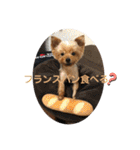 わんわんヨーキー家族（個別スタンプ：28）