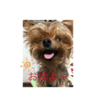 わんわんヨーキー家族（個別スタンプ：33）