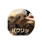 わんわんヨーキー家族（個別スタンプ：34）
