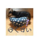 わんわんヨーキー家族（個別スタンプ：36）