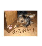 わんわんヨーキー家族（個別スタンプ：38）