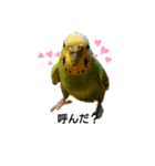 いんこのきくちゃん（個別スタンプ：1）