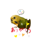 いんこのきくちゃん（個別スタンプ：2）